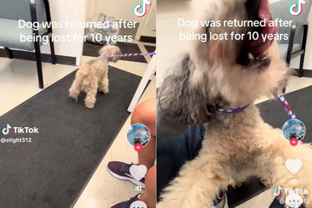 Tutor encontra cachorro 10 anos depois e emociona web