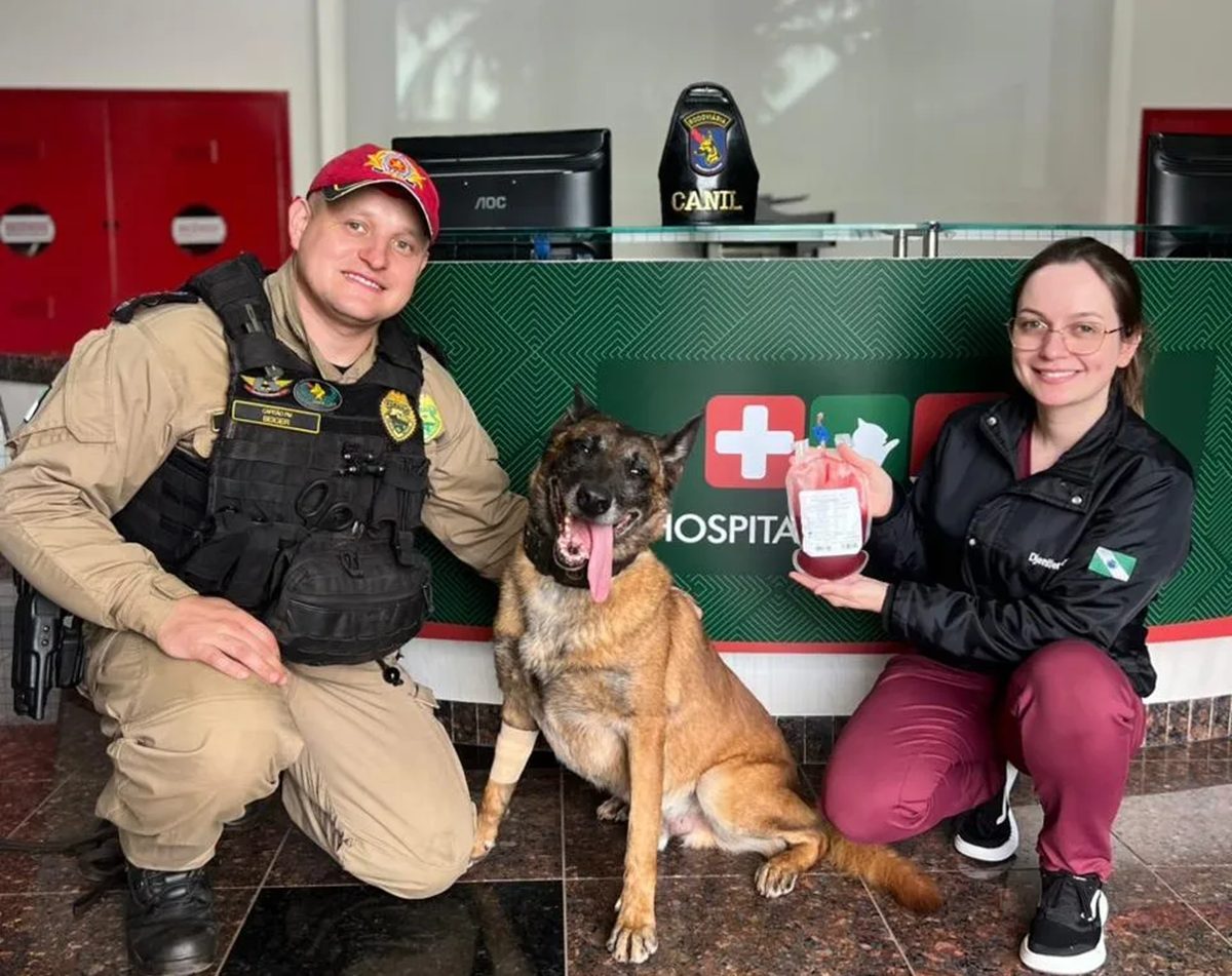 Cão policial doa sangue para salvar cadela atropelada no Paraná
