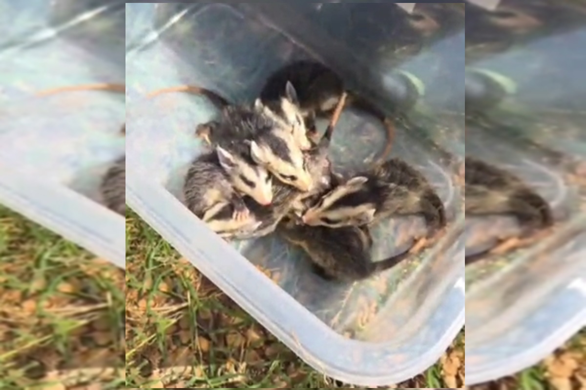 Filhotes de saruê são resgatados no Jardim Botânico após morte da mãe