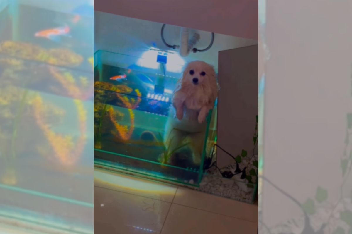 Foto colorida de um cachorro dentro do aquário - Metrópoles