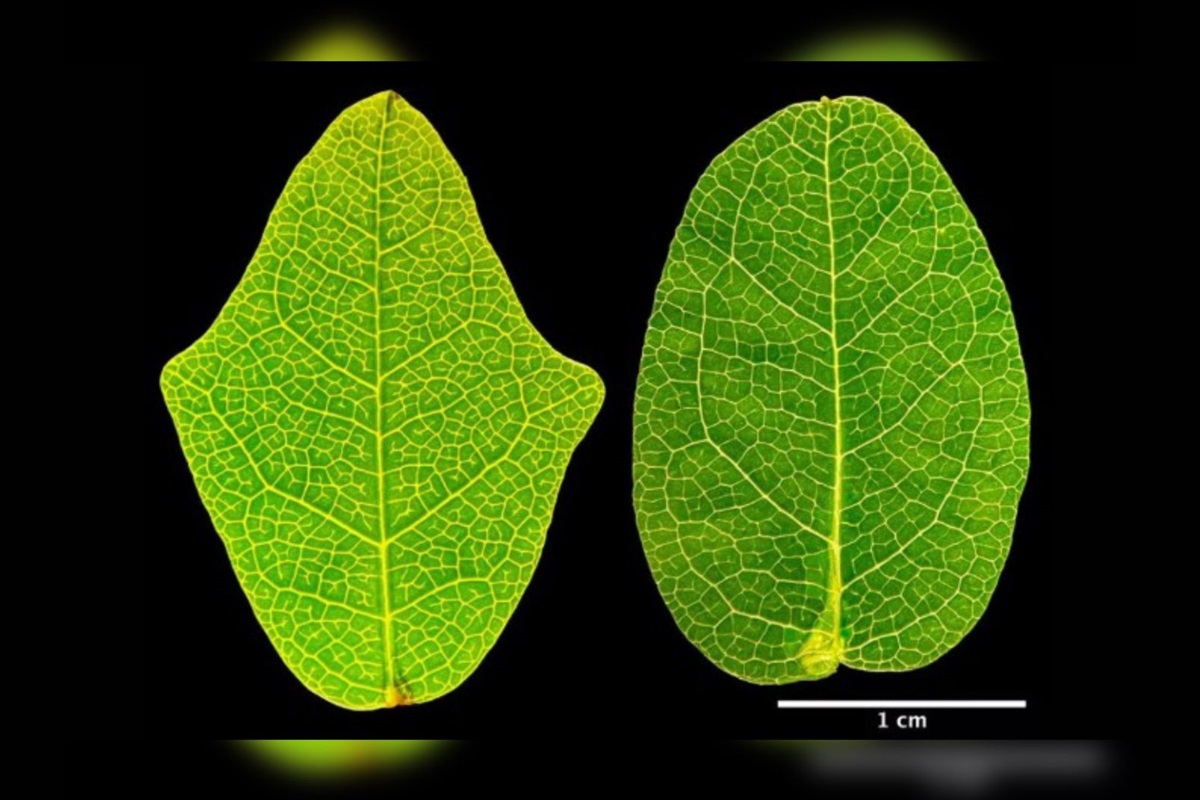 Foto colorida de duas folhas da Boquila trifoliolata - Metrópoles