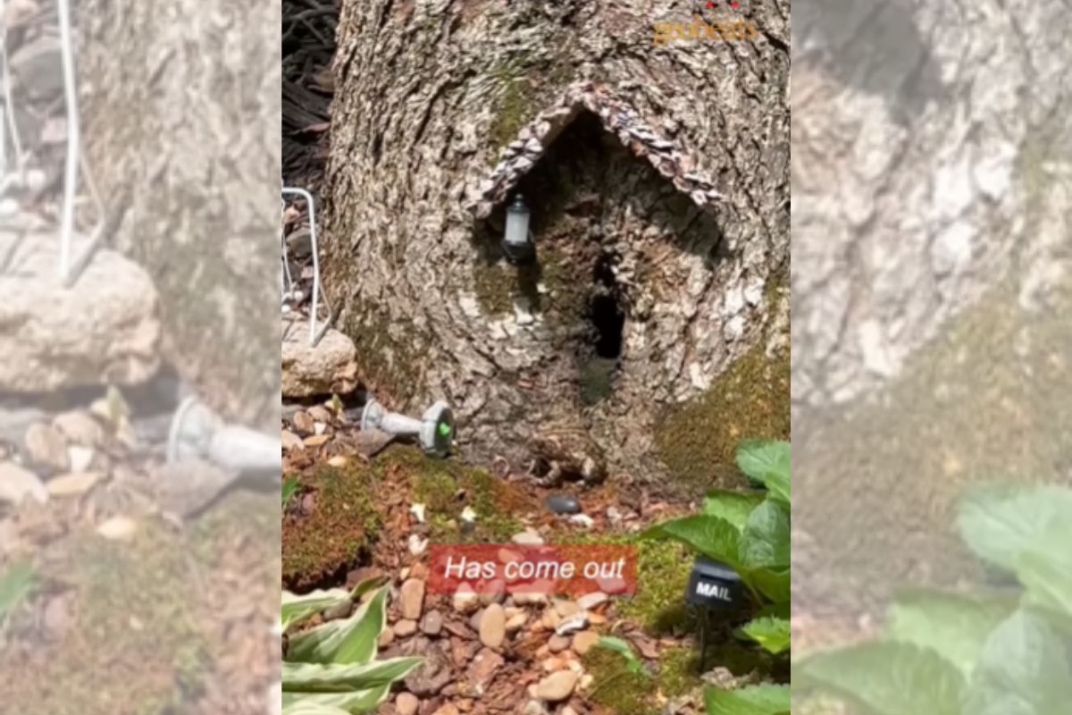 Foto colorida de uma casa na árvore - Metrópoles