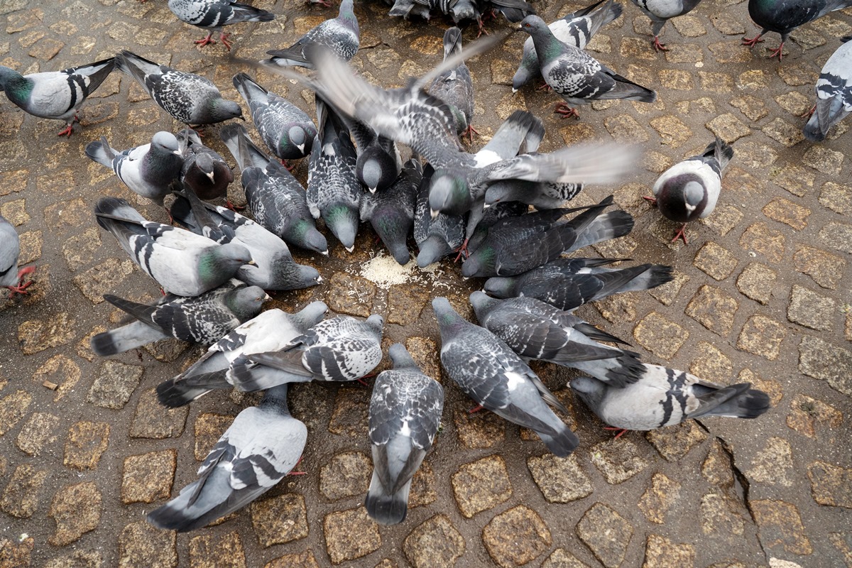 Imagem colorida mostra pombos se alimentando na rua - Metrópoles