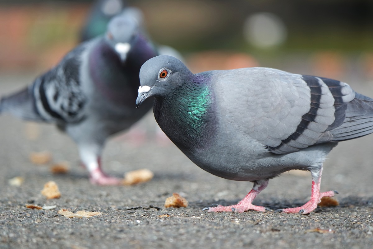 Imagem colorida mostra pombos cinzas na rua - Metrópoles