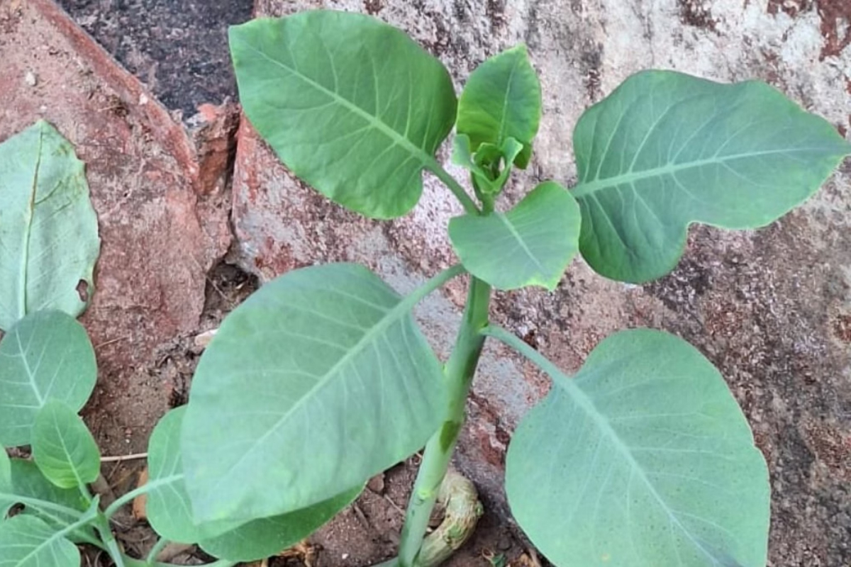 Falsa couve: 4 pessoas estão em estado grave após comer planta tóxica