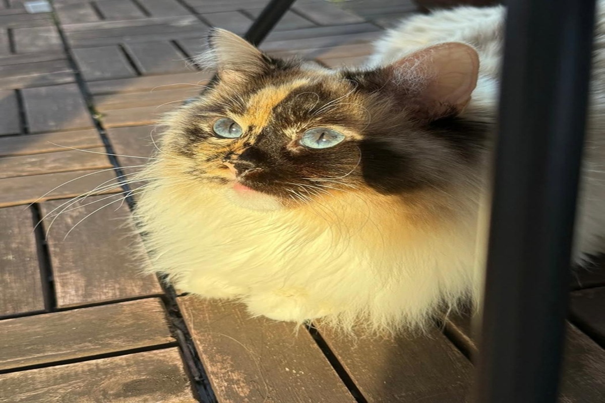 Gata com quimerismo iluminada pelo sol
