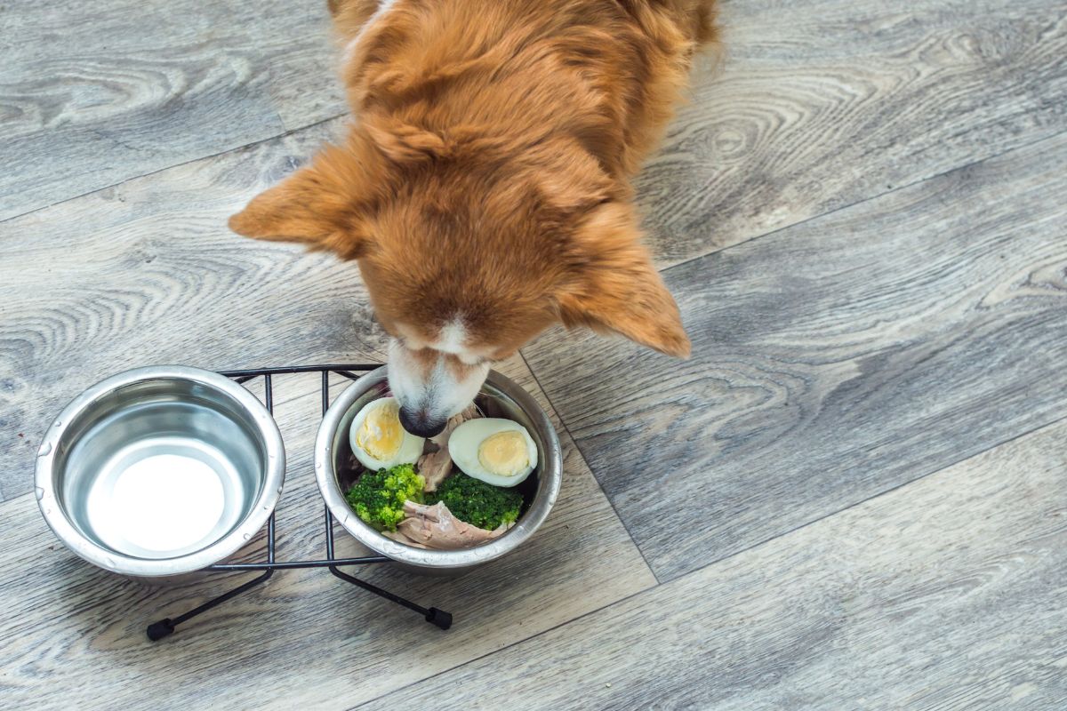 Dia do ovo: como incluir a proteína na alimentação de cães e gatos
