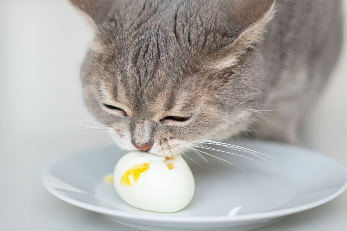 foto colorida gato comendo ovo