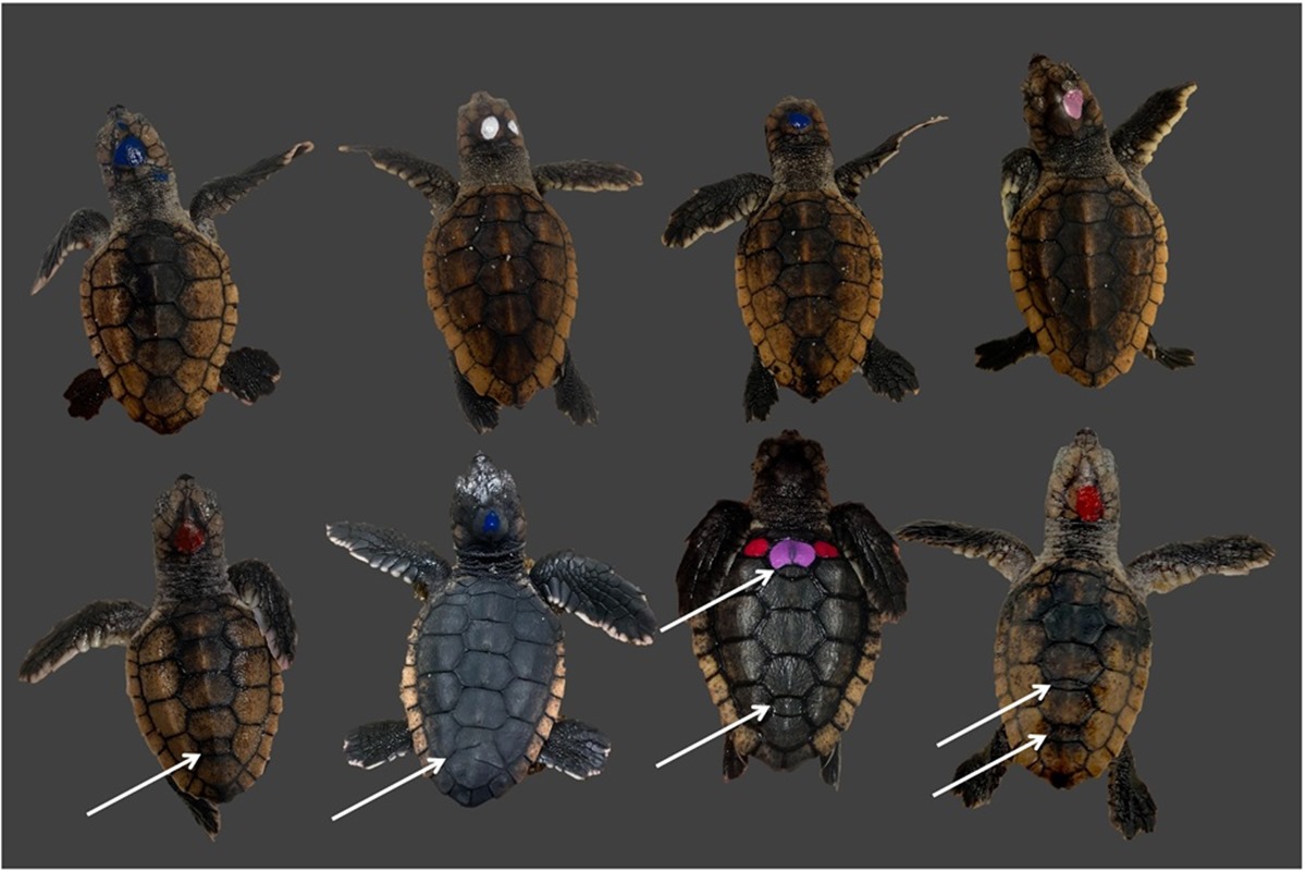 Estudo avalia se calor pode interferir na inteligência das tartarugas 3 Imagem colorida mostra casco de tartarugas - Metrópoles