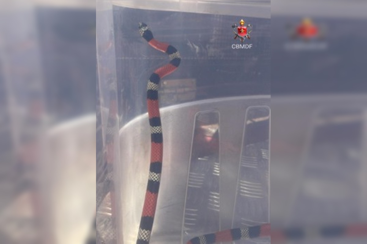 Cobra é resgatada por bombeiros em unidade militar do DF. Vídeo