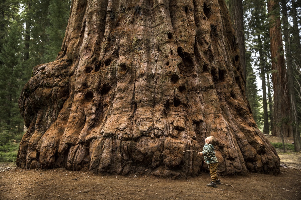 Imagem colorida mostra sequoia gigante - Metrópoles
