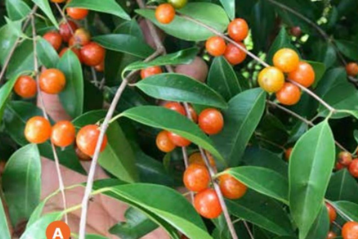 Foto colorida de fruto laranja preso em folhas verdes e grandes - Metrópoles.