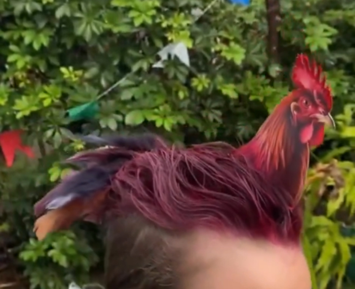 dia do cabelo maluco galo - metrópoles