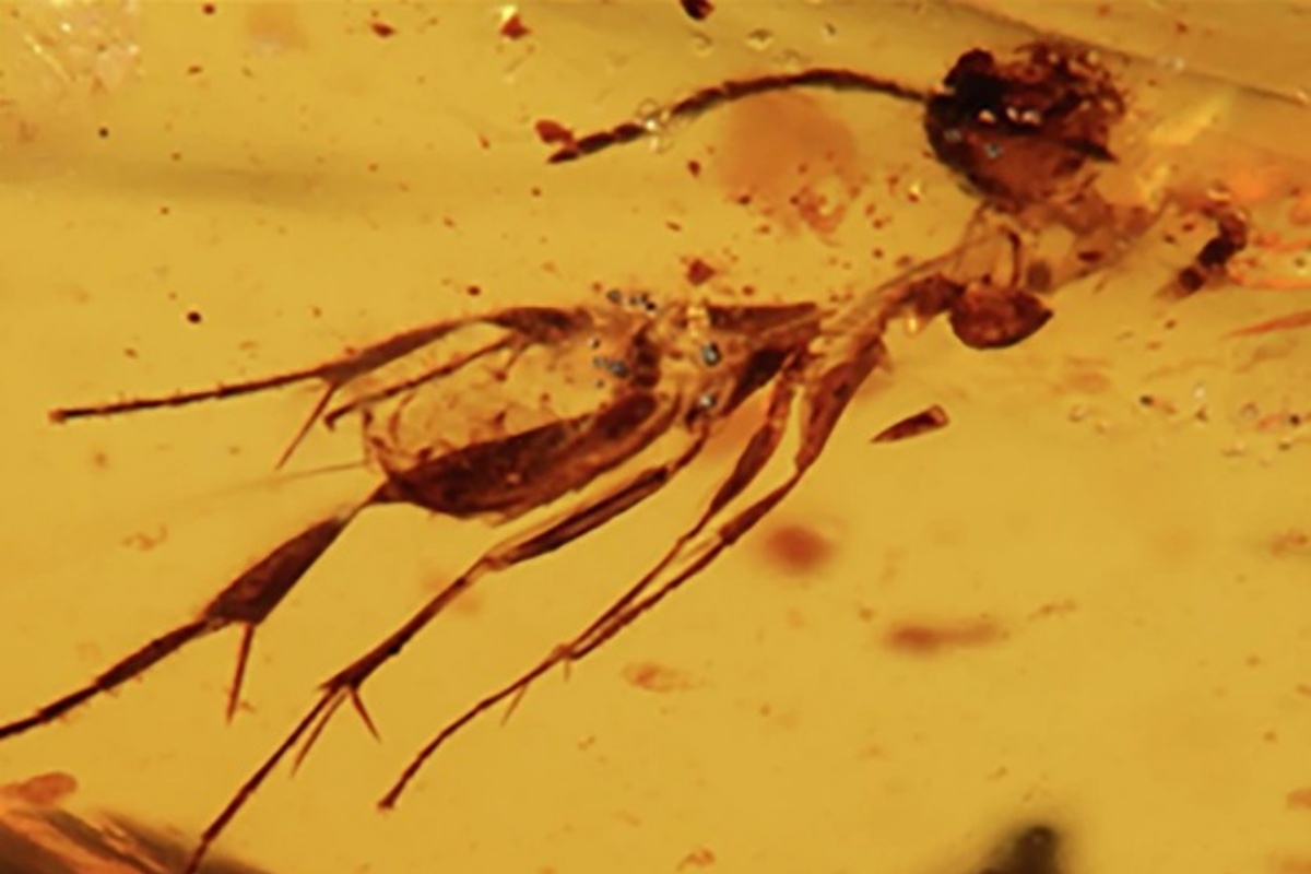 Âmbar encontrado no Equador revela insetos de supercontinente extinto