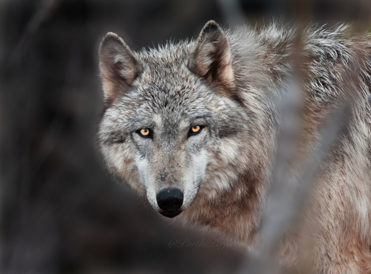 Ao contrário do que narram contos infantis, lobos têm medo de humanos