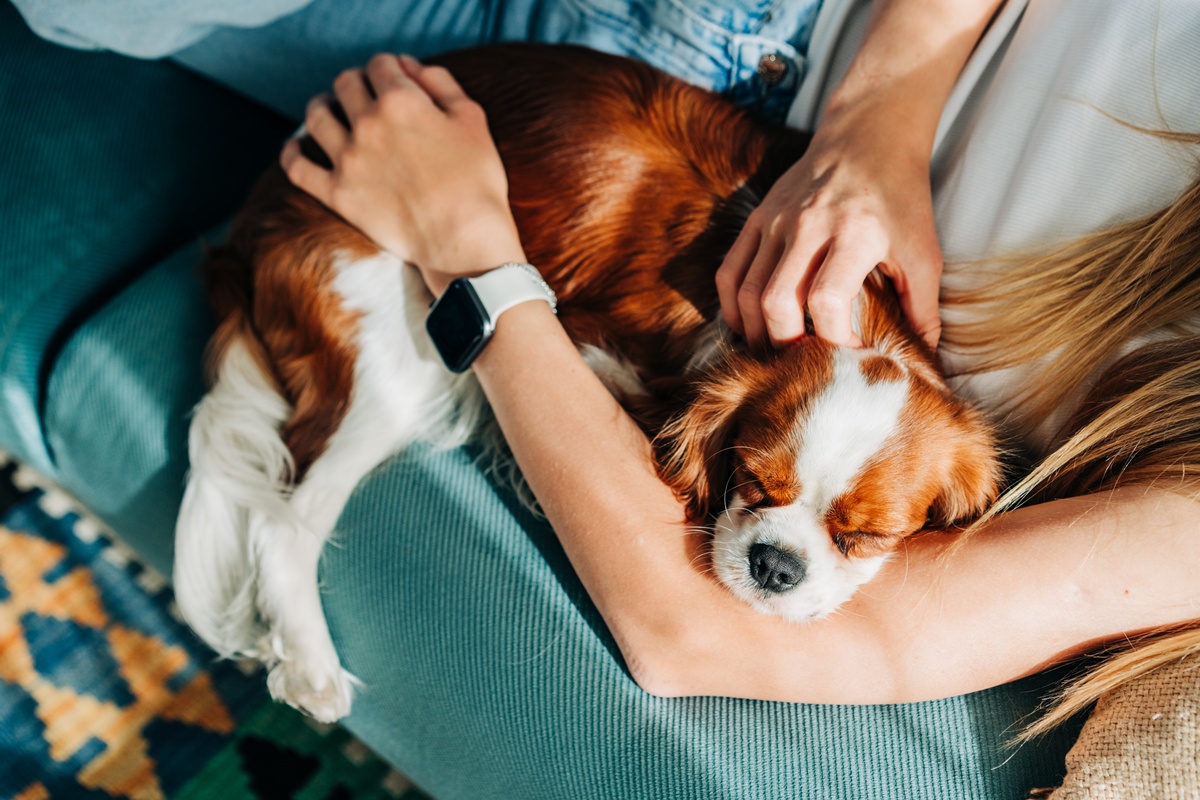 Cadela Spaniel dormindo nos braços de tutora em um sofá