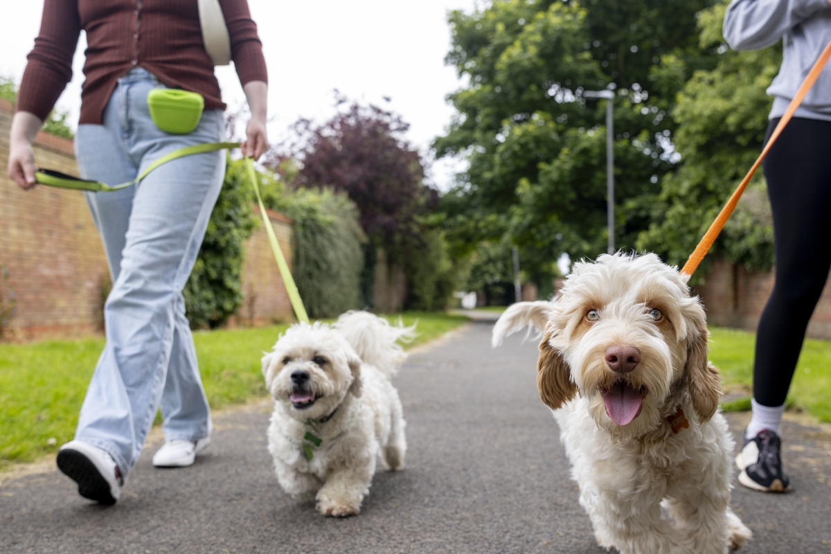 Dois cachorros passeando junto aos donos