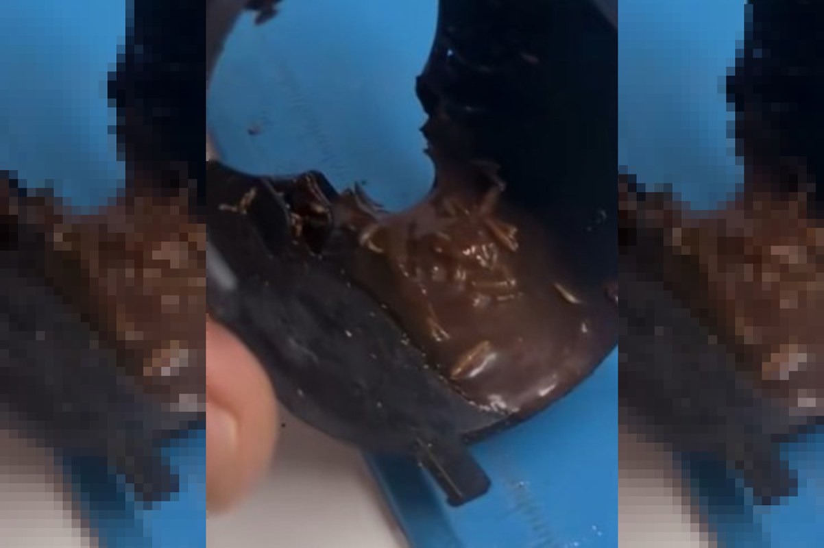 Larva e barata: técnico choca ao mostrar insetos em máquina de café