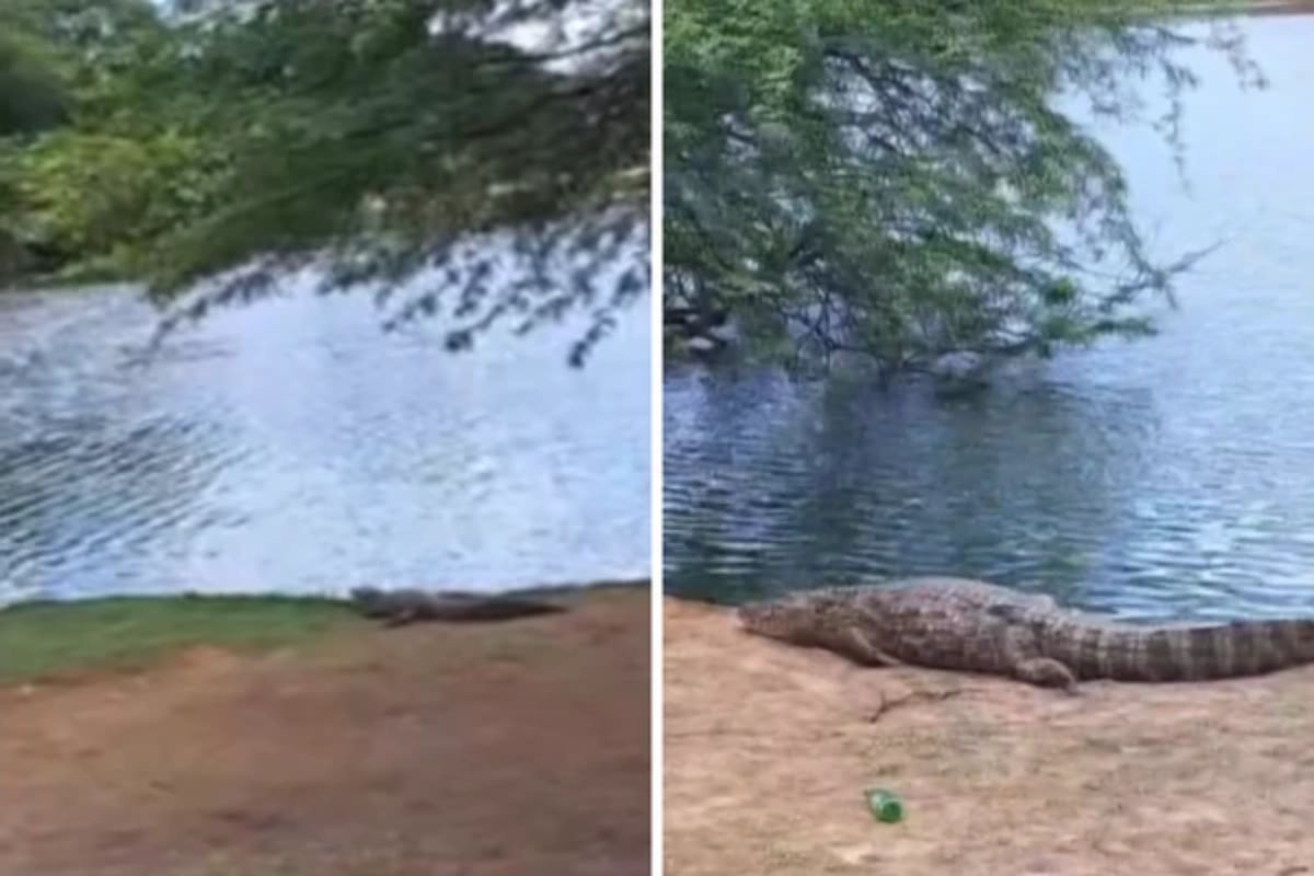 Tomando sol: 10 jacarés são flagrados às margens de lagoa na Bahia
