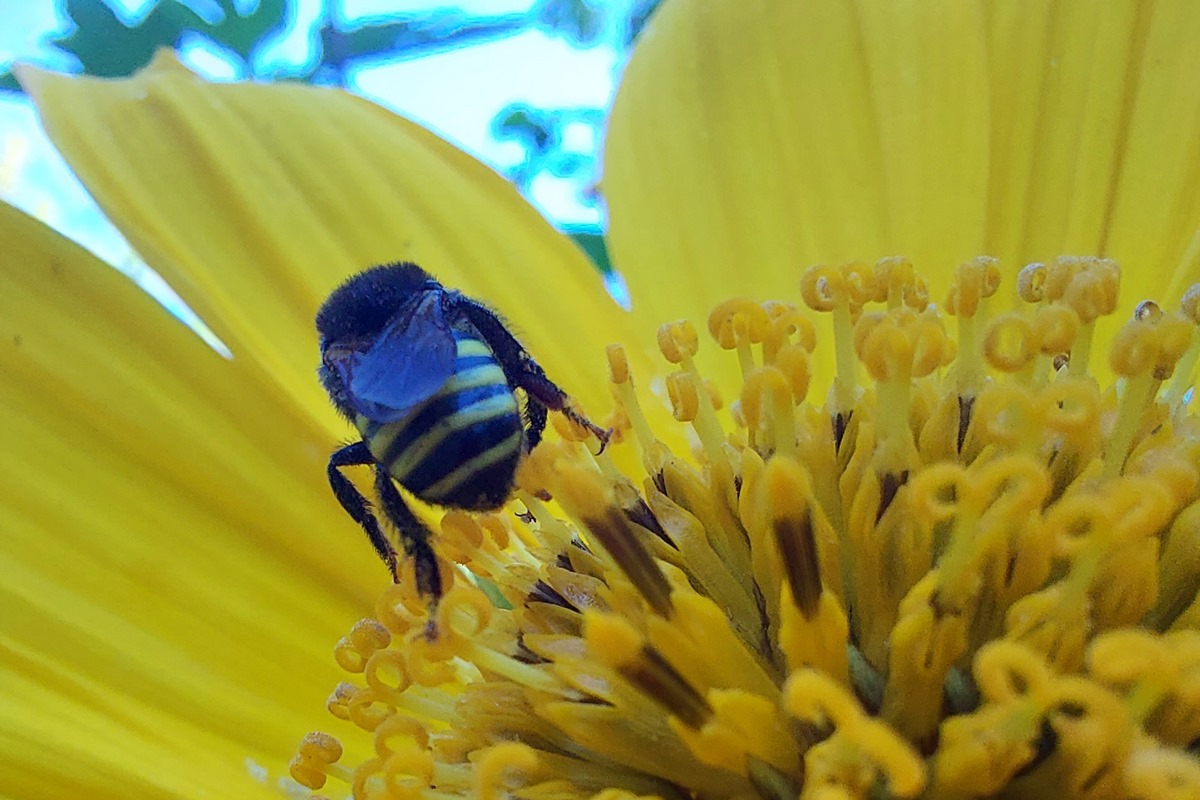 Imagem colorida mostra abelha Mandaçaia pousando em planta amarela - Metrópoles