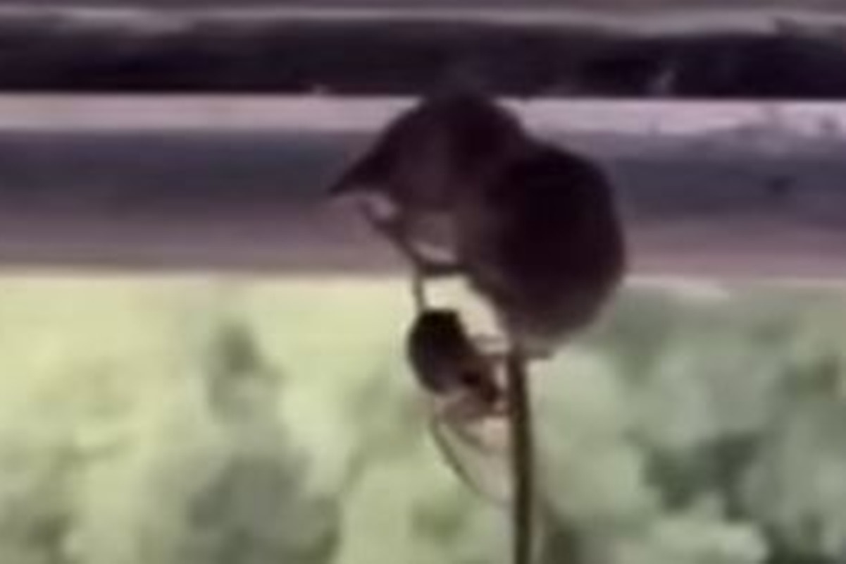 Vídeo mostra aranha prendendo mamífero 10 vezes mais pesado que ela