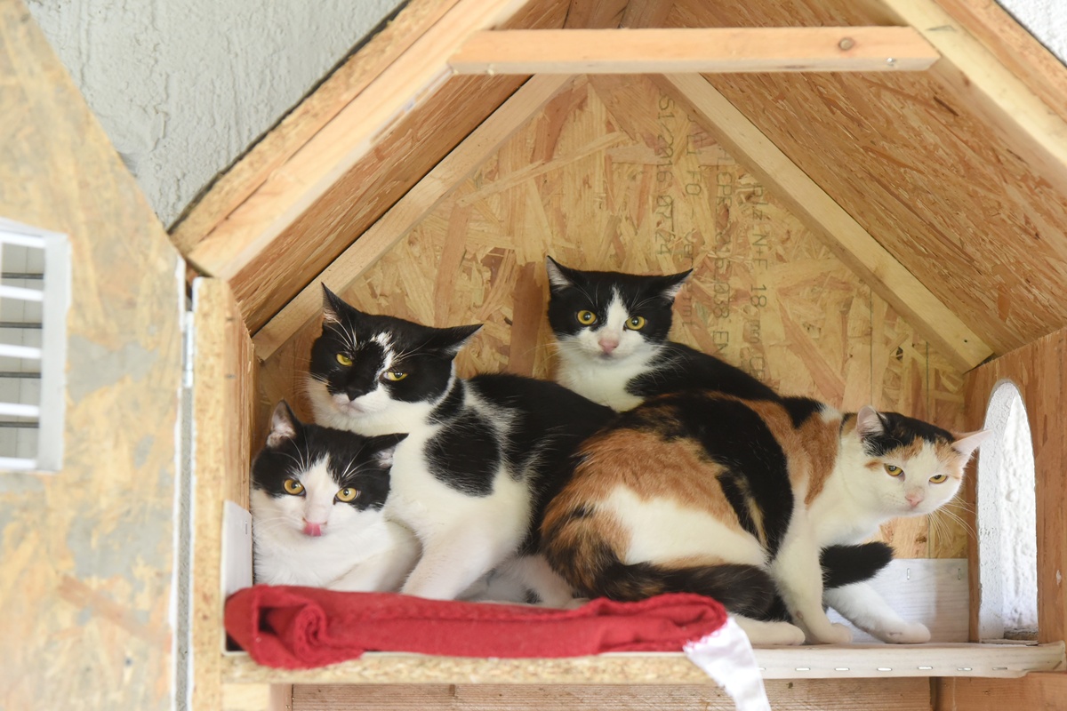 Gatos SRD em casa de madeira