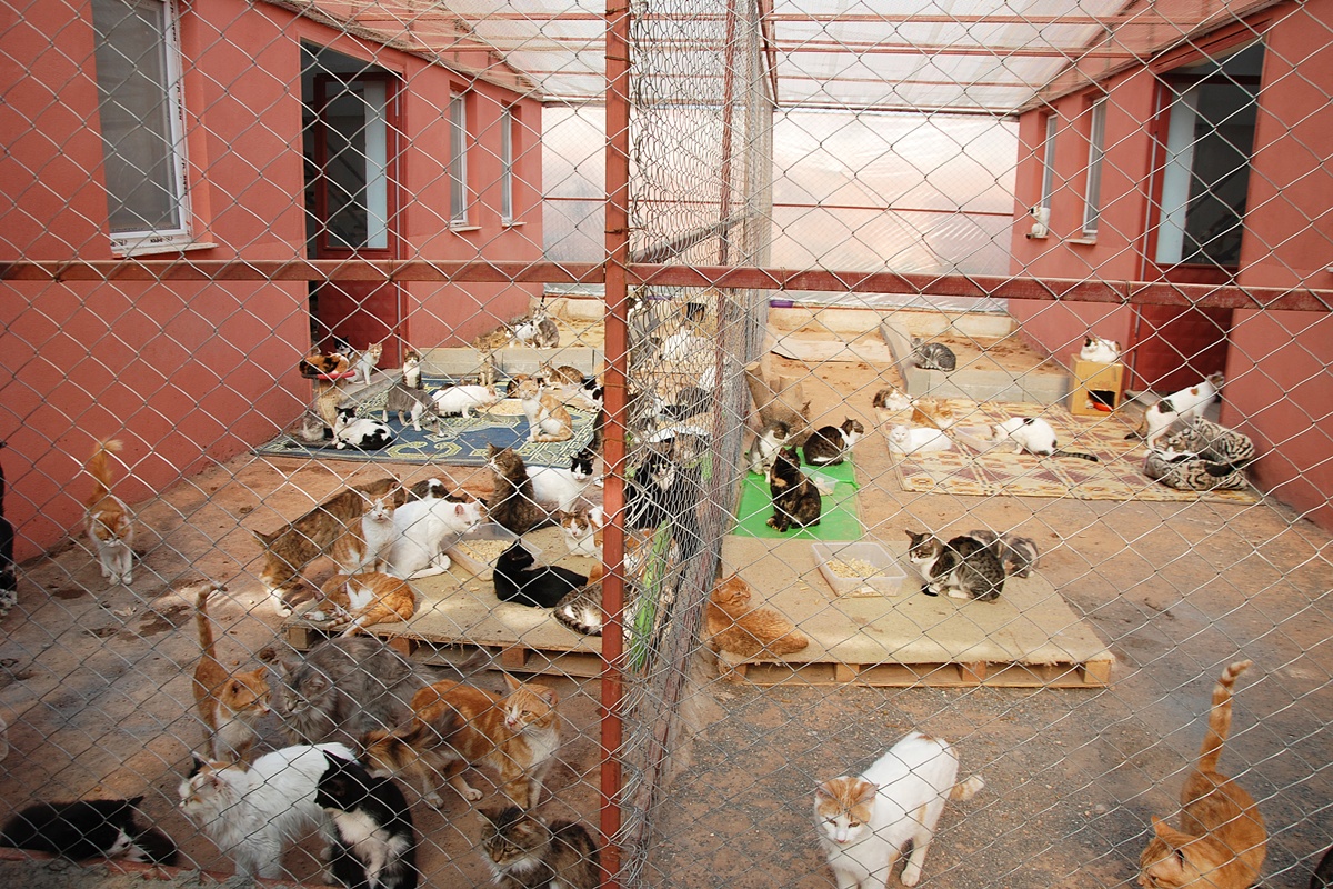 Gatos variados em abrigo para adoção