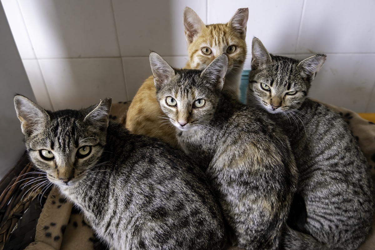 Gatos filhotes próximos uns aos outros