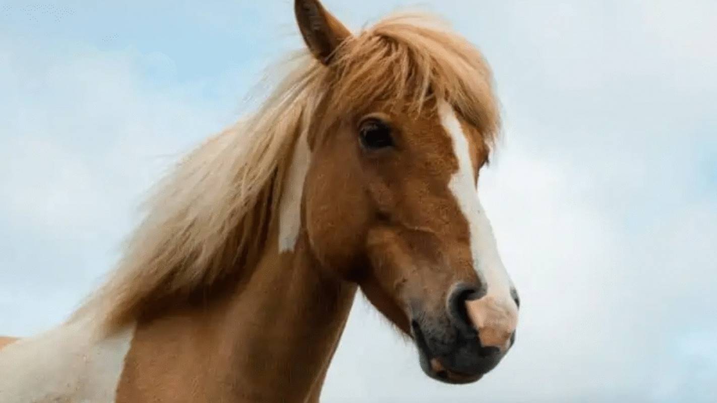 Nove cavalos morrem com suspeita de intoxicação por feno contaminado
