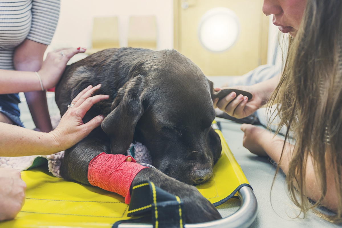 Eutanásia em pets: veterinária orienta em quais casos ela é indicada