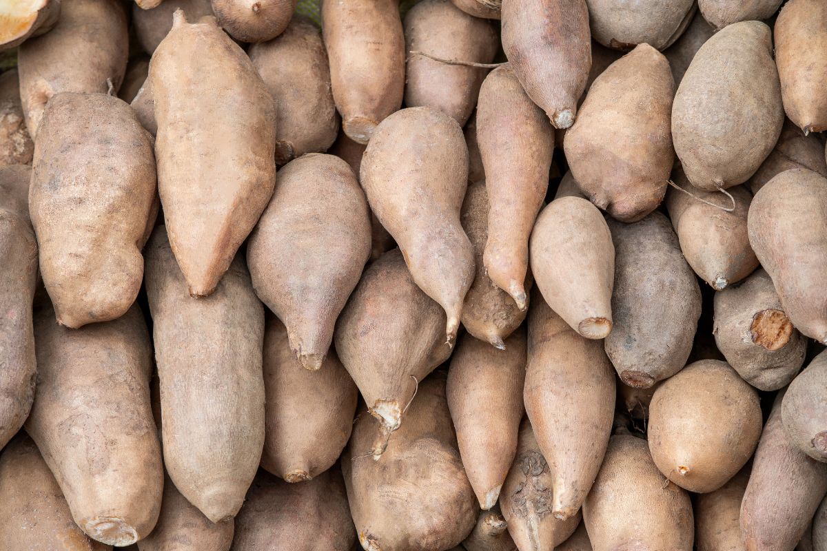Foto colorida de uma batata yacon - Metrópoles