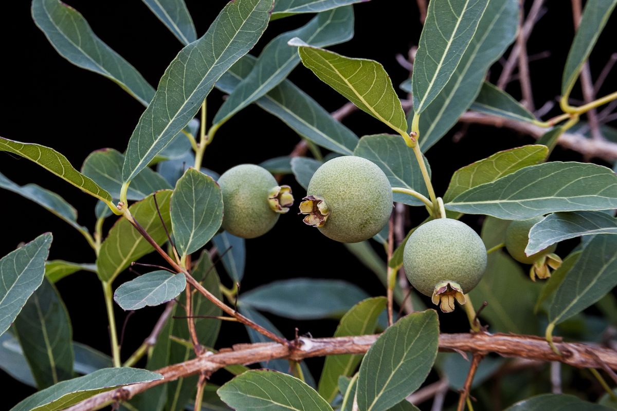Foto colorida de uma fruta - Metrópoles