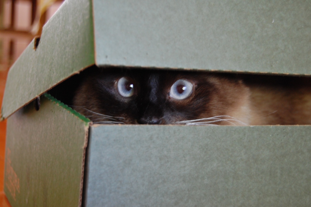 Foto colorida de gato preto, de olhos azuis dentro de uma caixa - Metrópoles