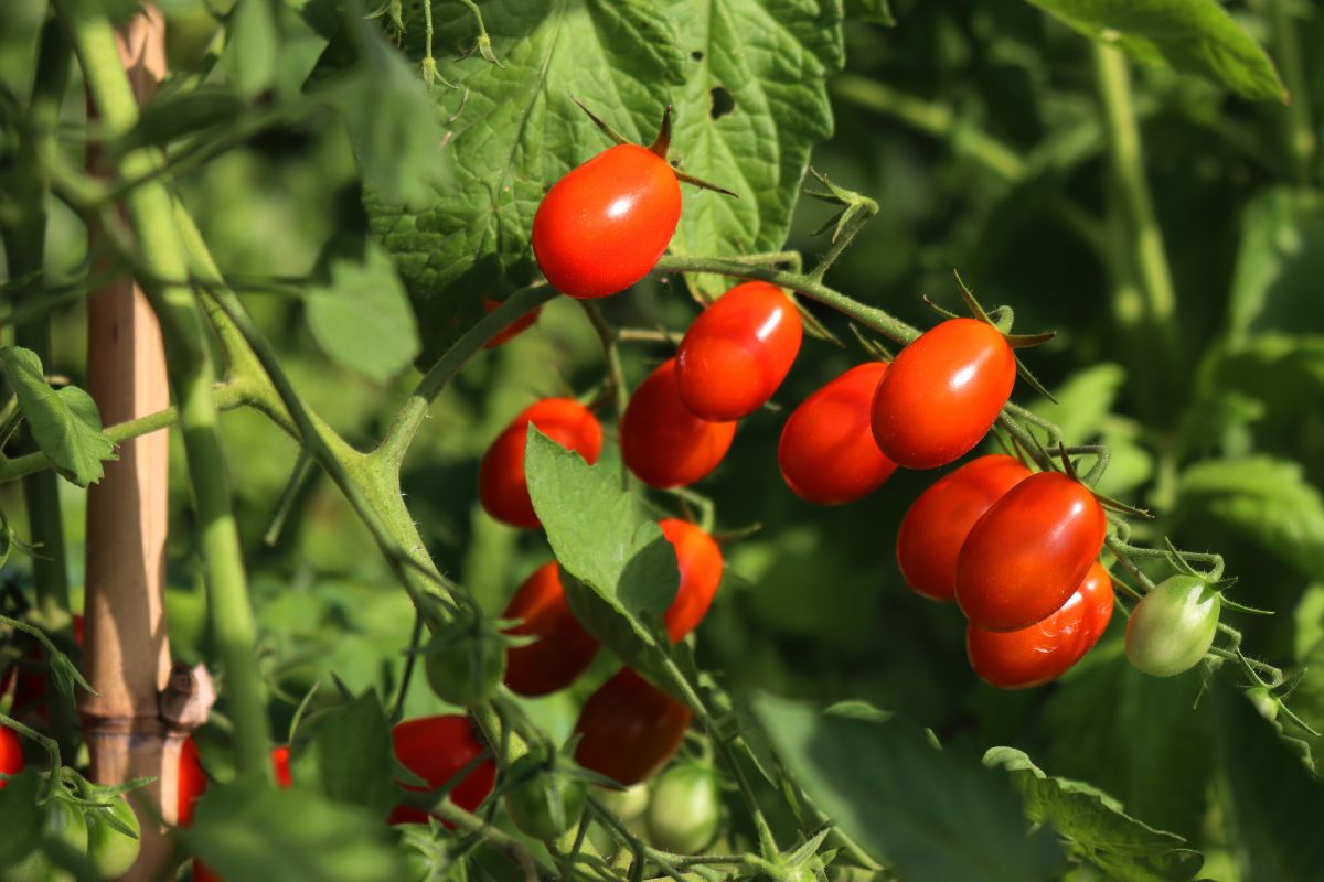 Foto colorida de tomate-cereja - Metrópoles