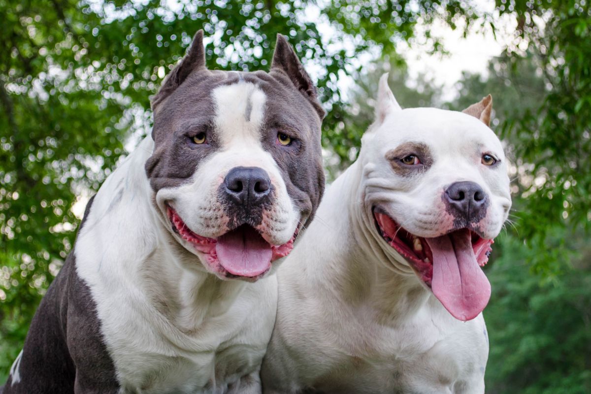 foto colorida dois cachorros da raça pit-bull