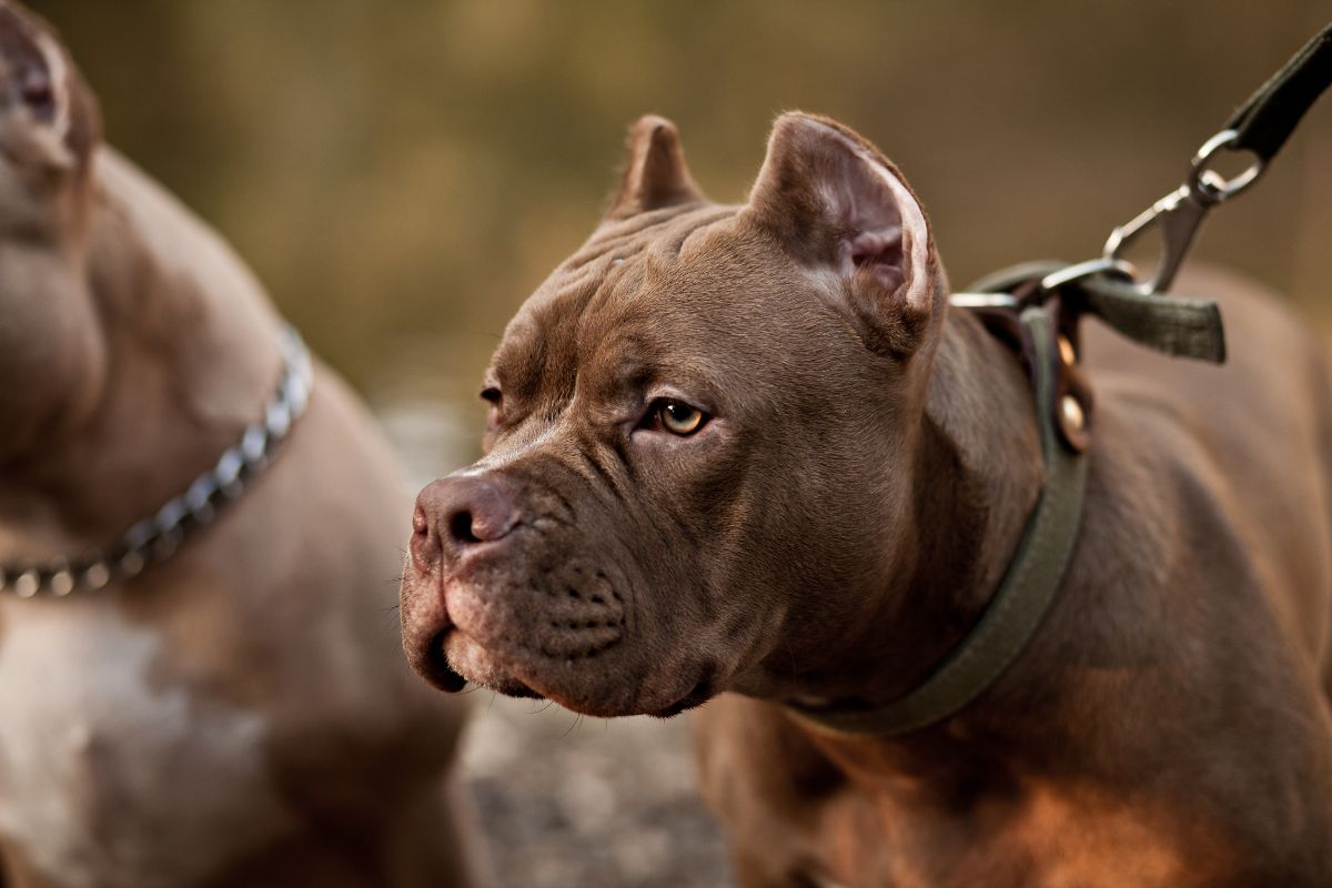 foto colorida pit-bull