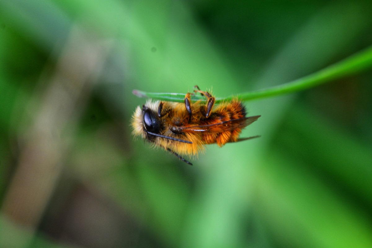 Imagem colorida mostra abelha dormindo em galho - Metrópoles