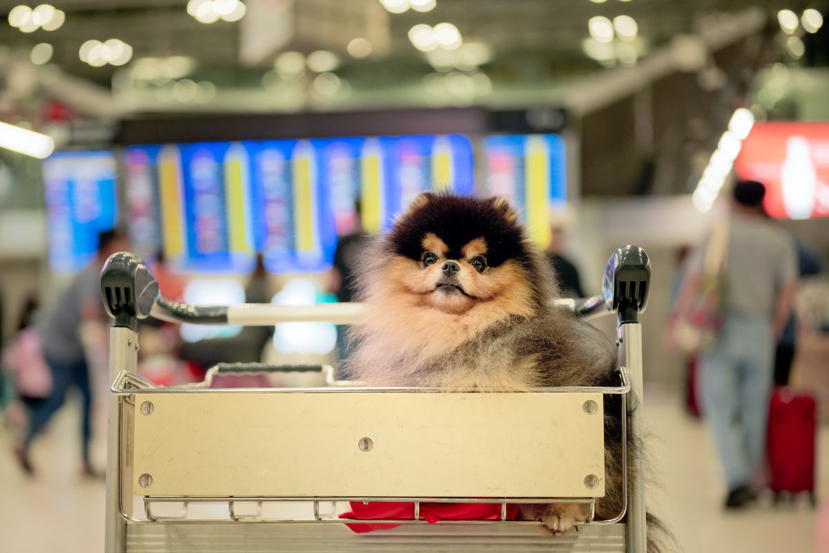 Foto colorida de um cachorro no aeroporto - Metrópoles