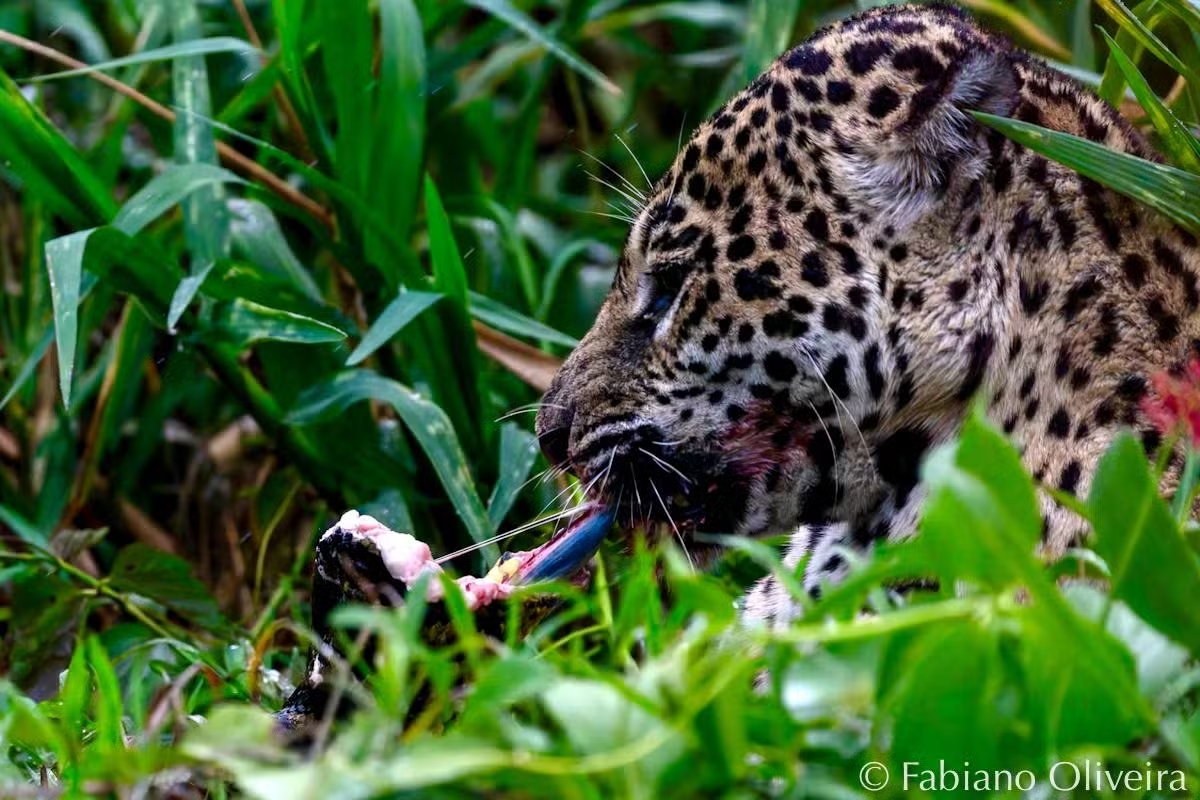 Mais imagens: vídeo mostra onça comendo sucuri após duelo no Pantanal