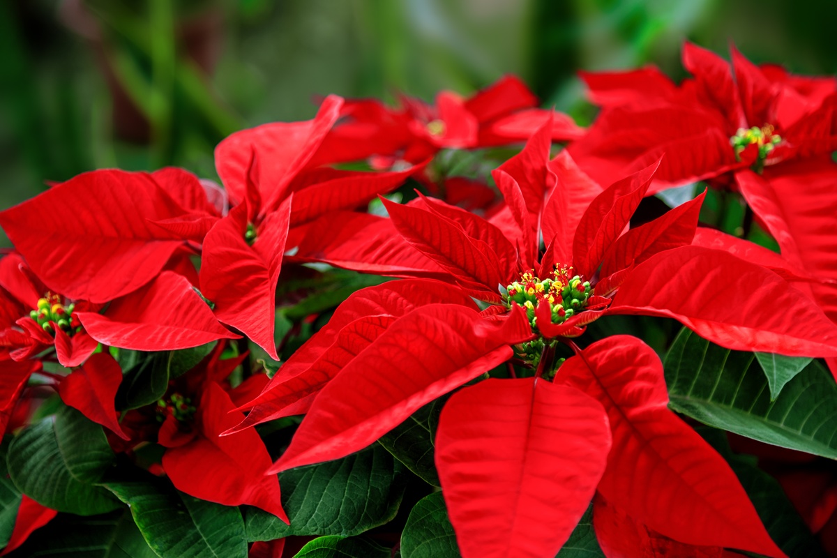 Poinsettia Flower