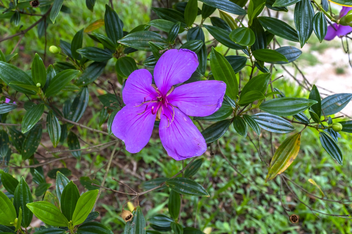 Flor manacá de jardim