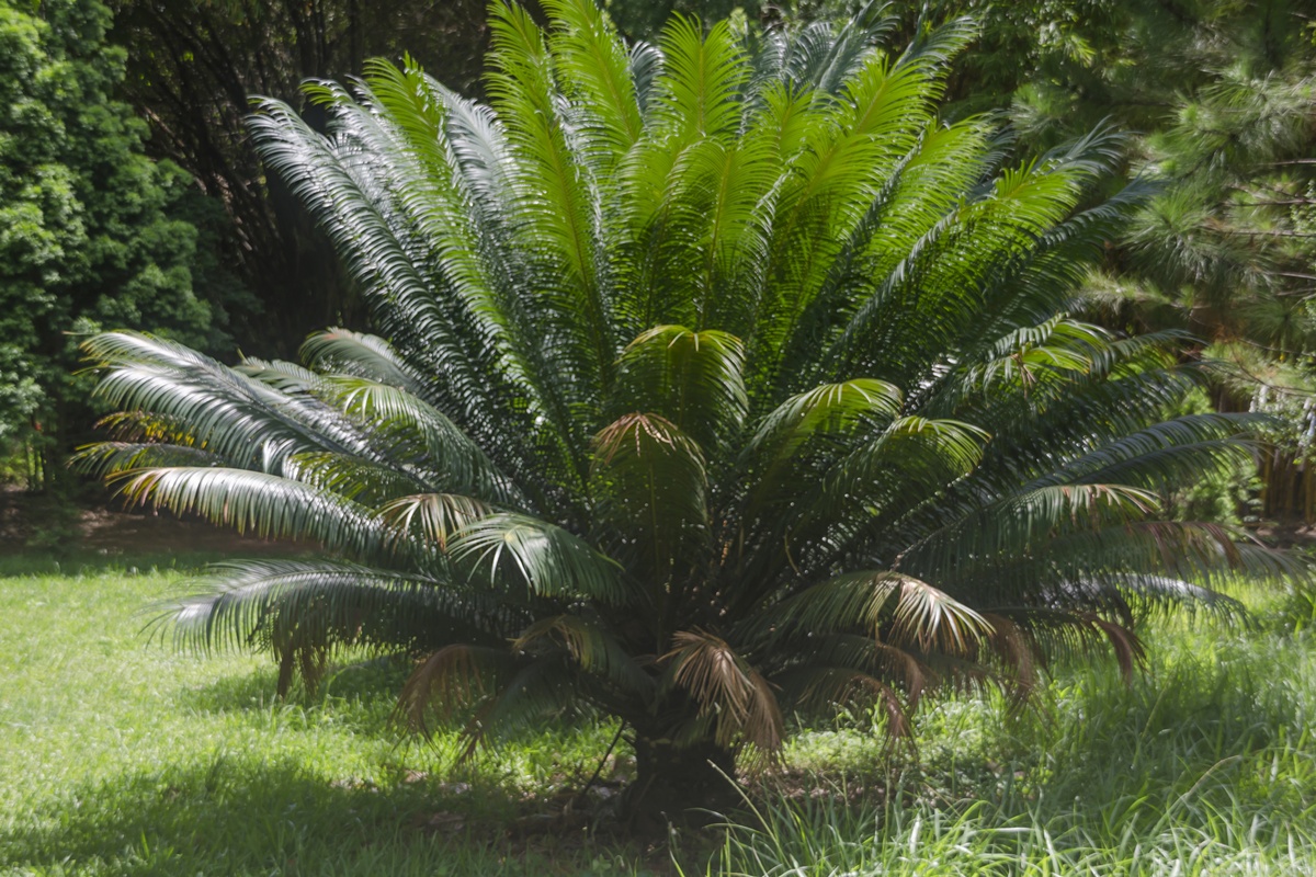 Cycas revoluta