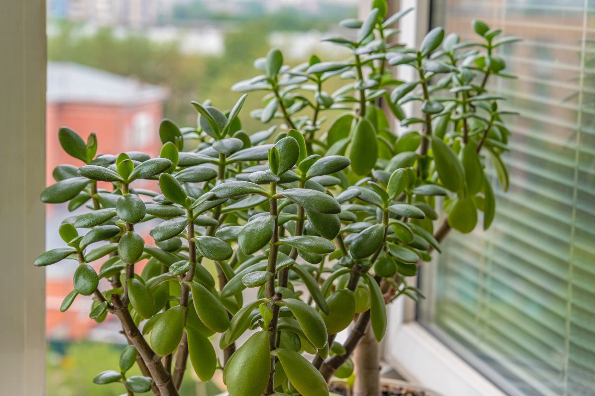 Foto colorida de uma planta-jade - Metrópoles