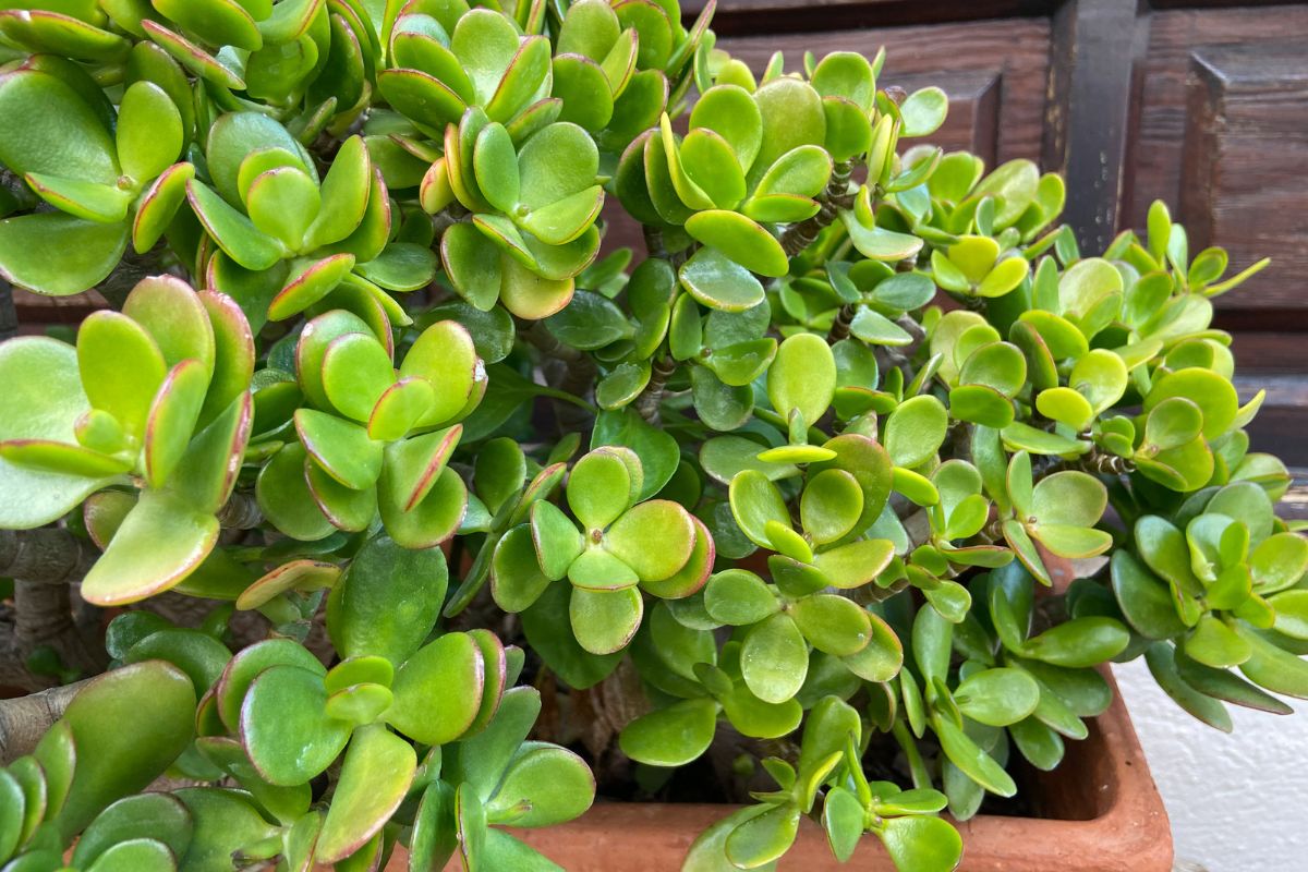 Foto colorida de uma planta-jade - Metrópoles