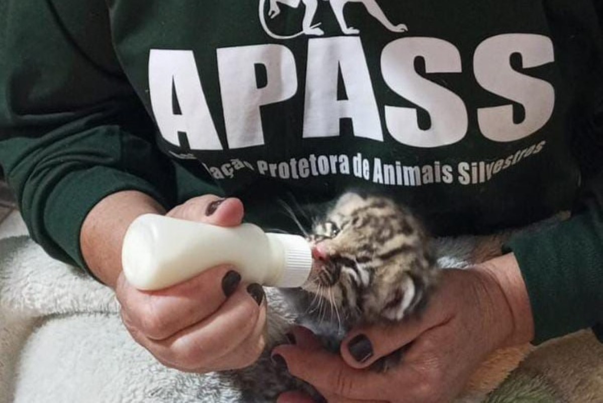 Filhote de felino misterioso é encontrado em fazenda de SP após chuvas