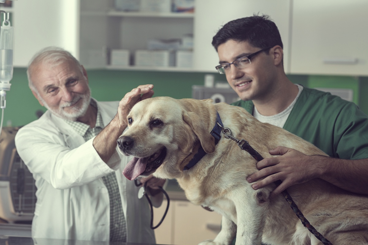 Cachorro idoso no veterinário