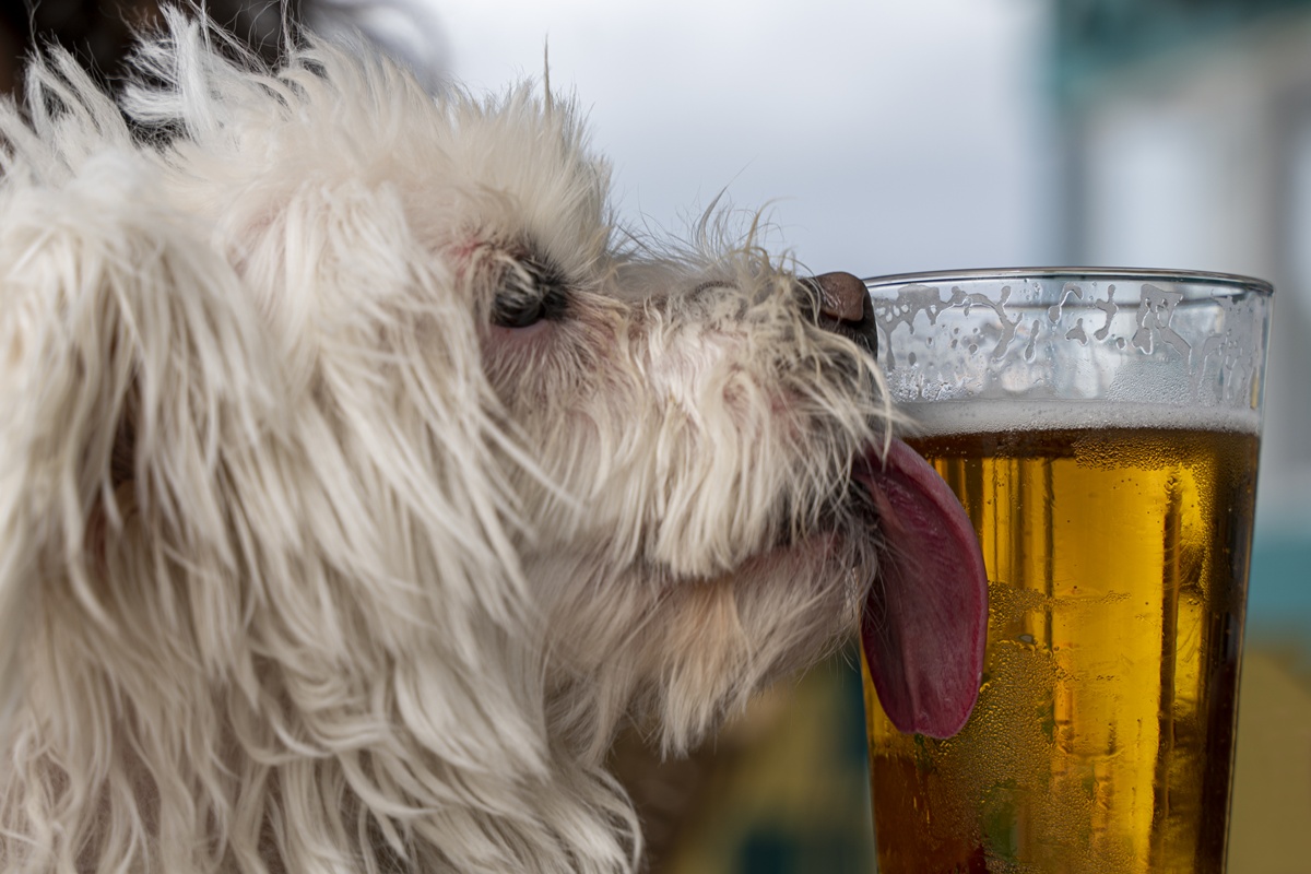 Cachorro lambendo cerveja
