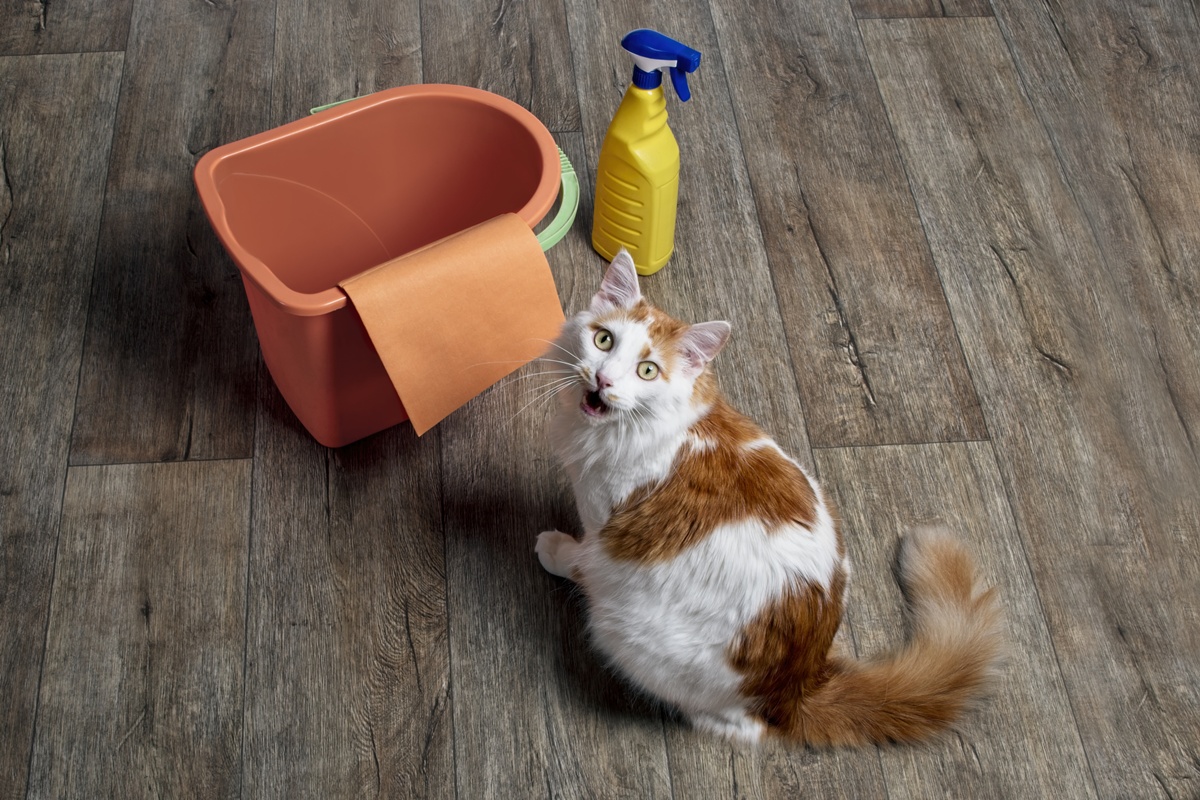 Gato miando ao lado de produtos de limpeza