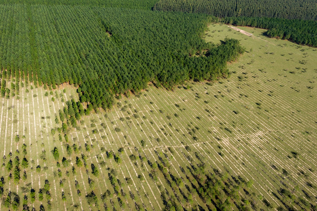 URGENTE: ONU Alerta Sobre Crise Florestal e Exige Investimentos Bilionários