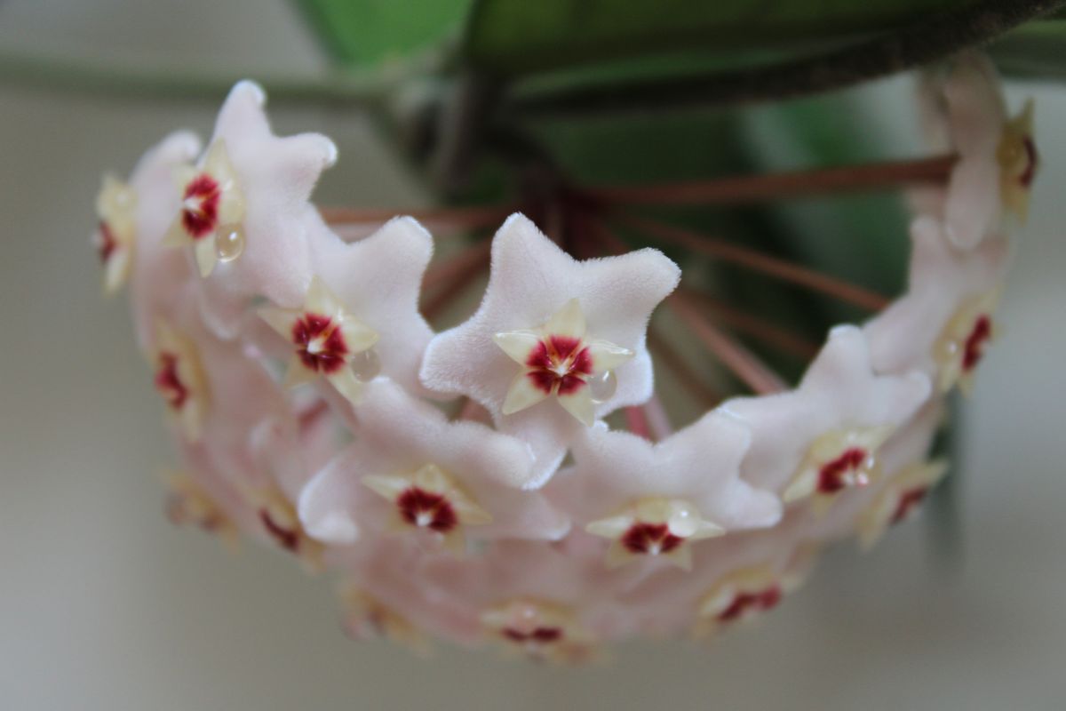 foto colorida Flor-de-cera